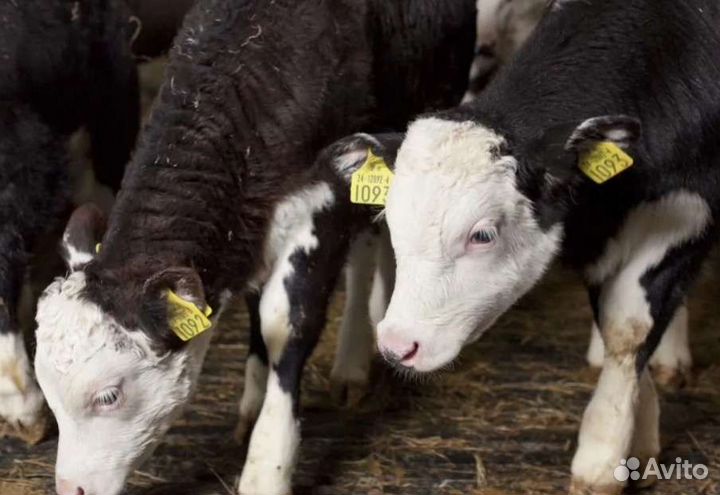Бычки на откорм