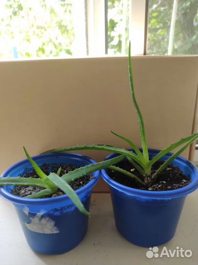 Комнатные цветы алоэ