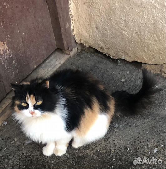 Кошке не куда идти