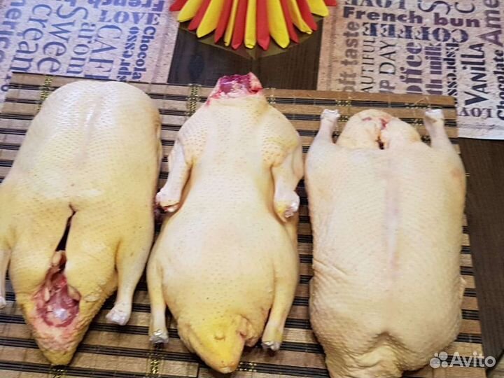 Утки, Куры, Гуси