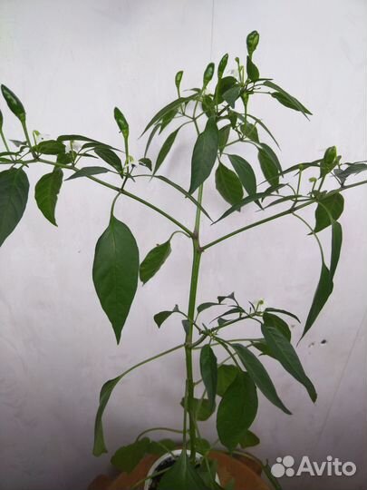 Перец комнатный острый Аладдин