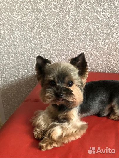 Стрижка животных на дому