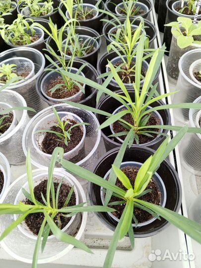 Гвоздика ампельная