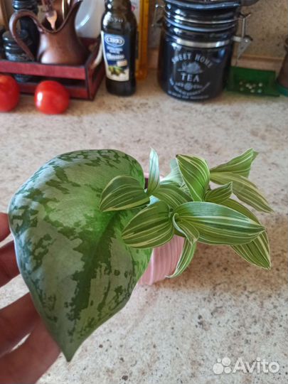 Эухарис, Сциндапсус пиктус треби, Традесканция