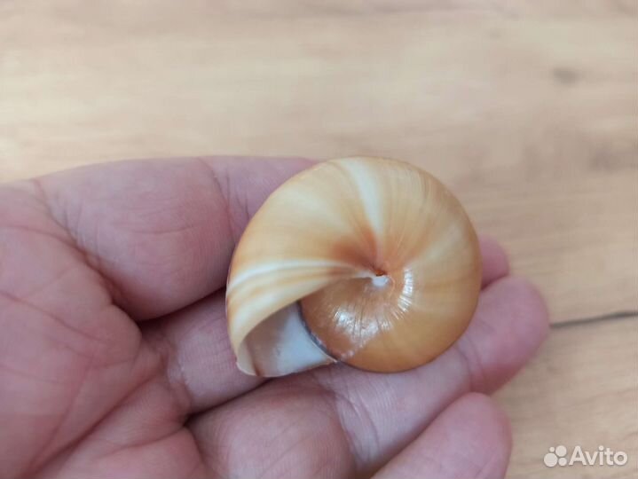 Морская раковина