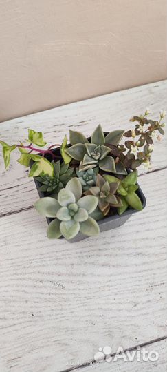 Садики из суккулентов