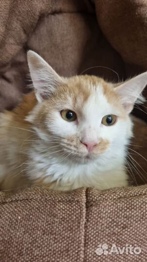 Молодая кошечка