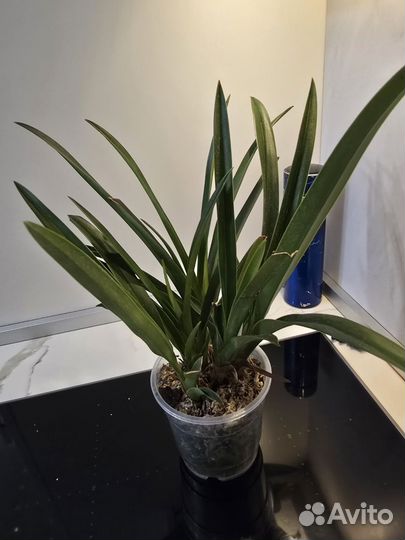 Phragmipedium predator