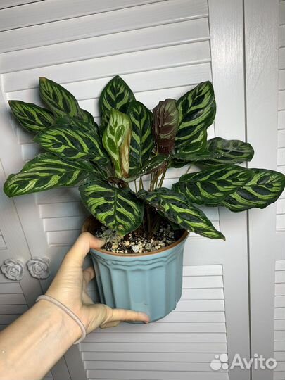 Калатея Макоя