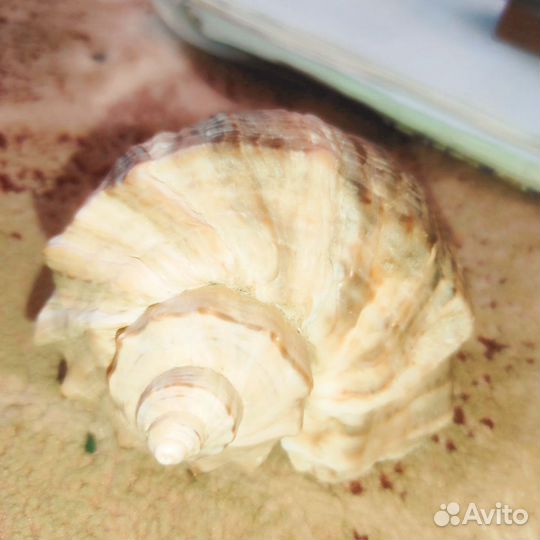 Ракушка большая