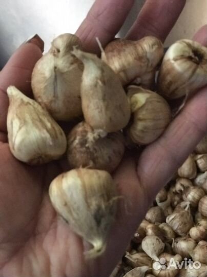 Луковицы фрезии