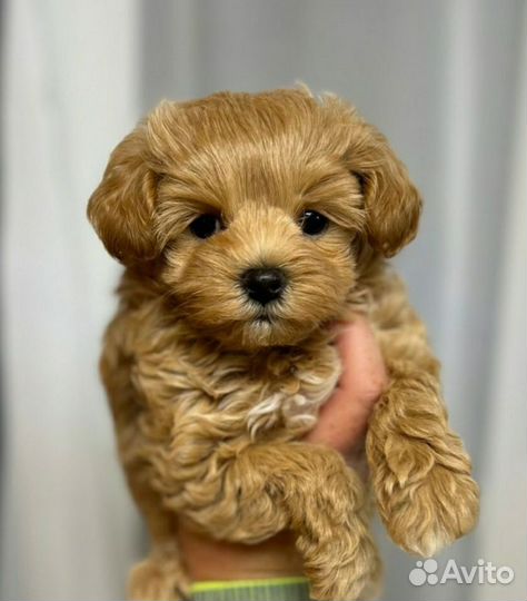 Собака мальтипу