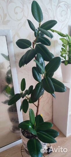 Фикус эластика каучуконосный