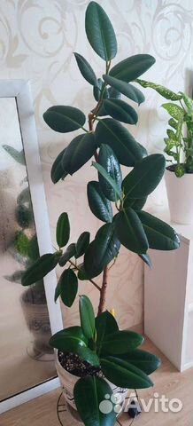 Фикус эластика каучуконосный