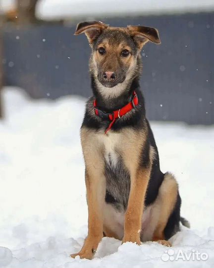 Мини овчарка