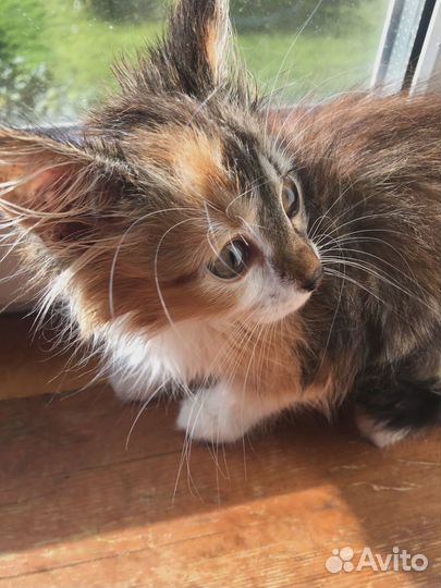 Котенок в добрые руки