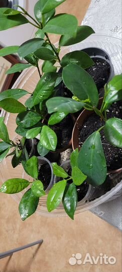 Гардения, комнатный цветок