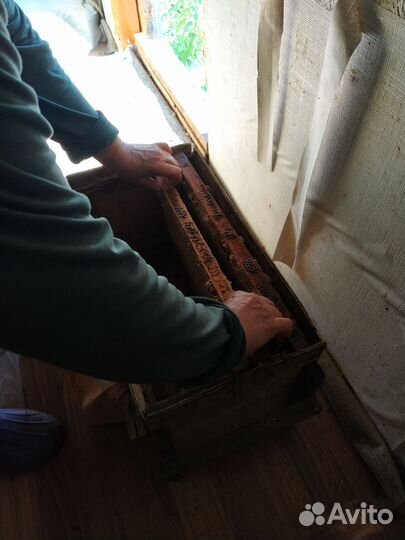 Джентерский сот