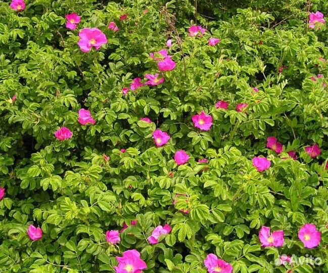 Роза морщинистая (ругоза)