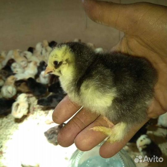 Цыплята кур несушек