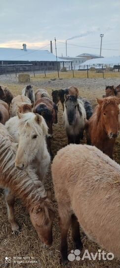 Жеребята башкирской породы 23 года
