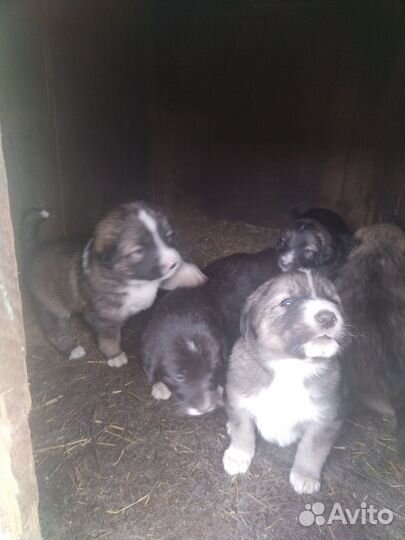 Щенки алабая