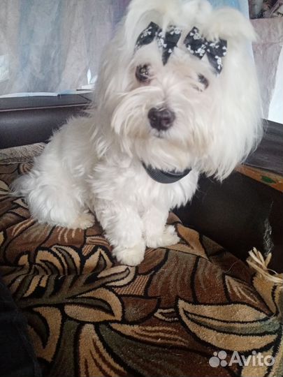 Мальтийская болонка