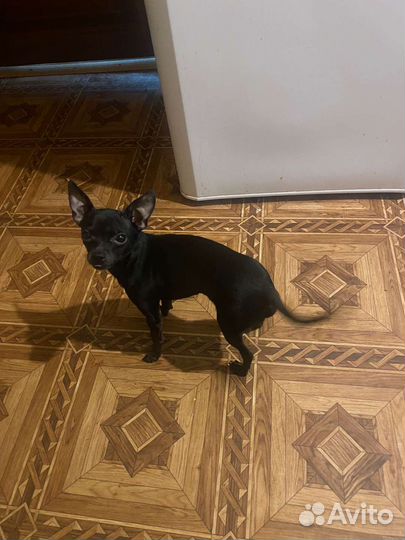 Той-терьер щенки