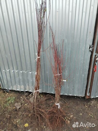 Саженцы яблони опт. Персик. Алыча. Абрикос. Груша