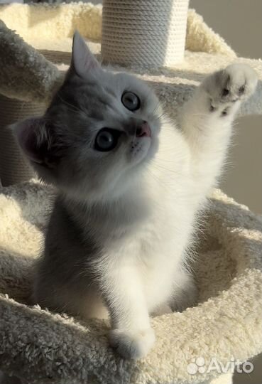 Для любителей красивых кошек