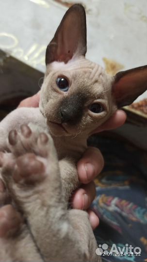 Канадский сфинкс котенок девочка