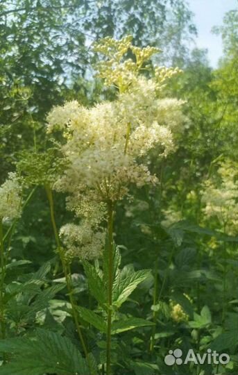 Травы лекарственные/для чая (саженцы, сбор)