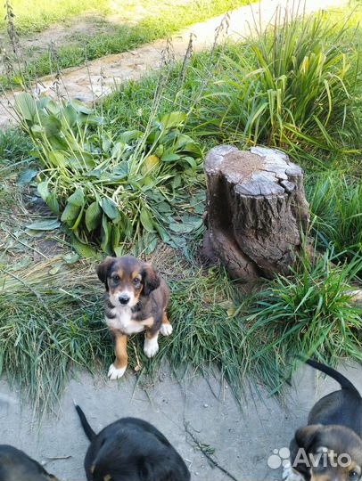 Щенки сеттера