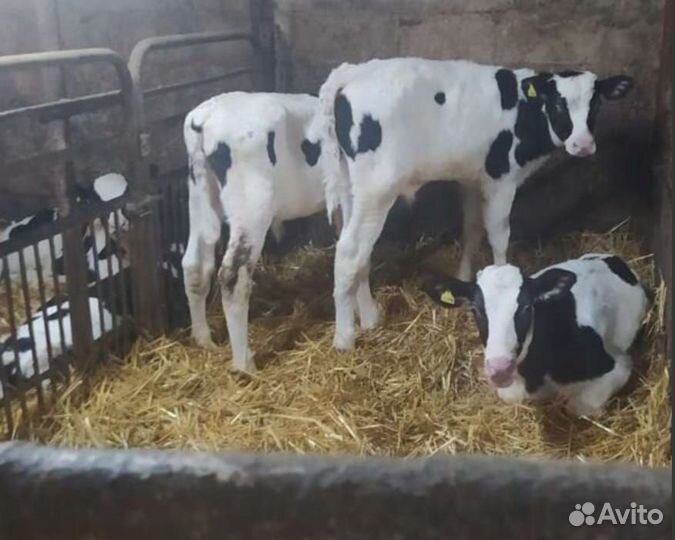 Бычки и телята