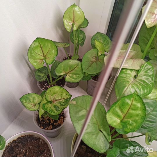 Сингониум Т-24