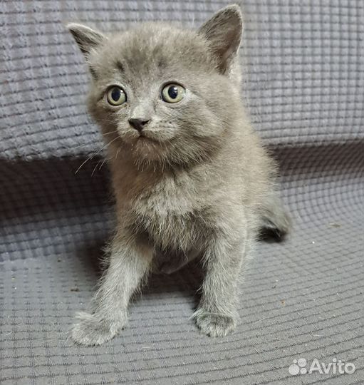 Котята в добрые руки мальчик