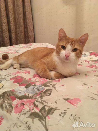 Кот говорун