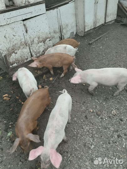 Поросята ландрас дюрок