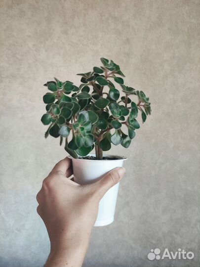 Дерево любви аихризон