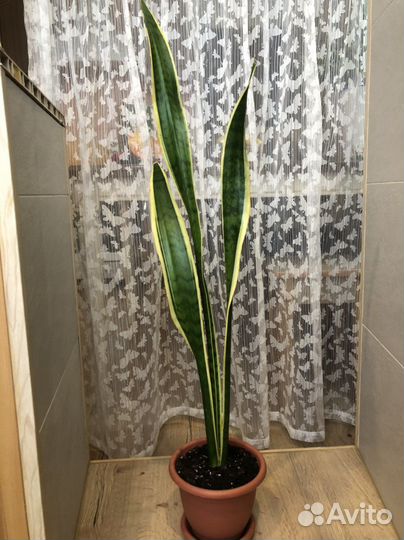 Сансевиерия Лауренти