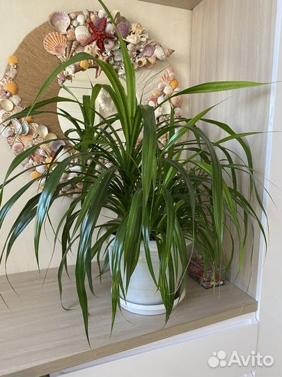 Пальма панданус