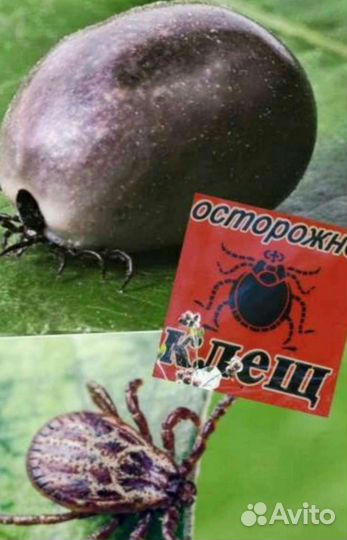 Дезинфекция