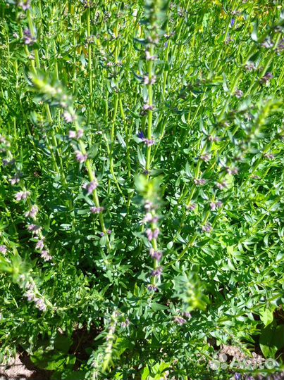 Иссоп лекарственный