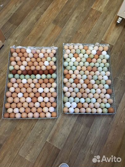 Цыплята суточные