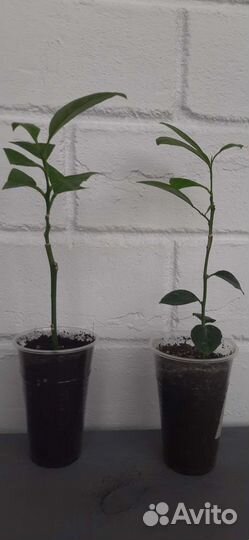 Мандарин уншиу