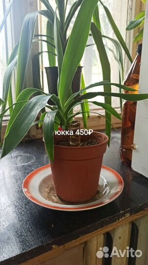 Толстянка, Юкка