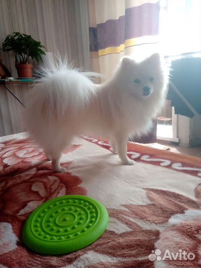 Немецкий Шпиц вязка