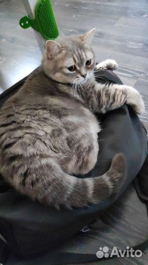 Британский котик