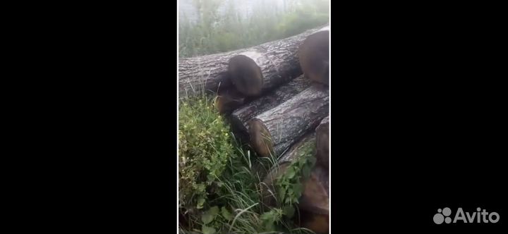 Лес кругляк дуб