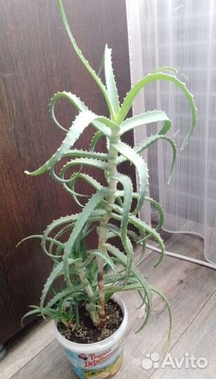 Алоэ лечебный